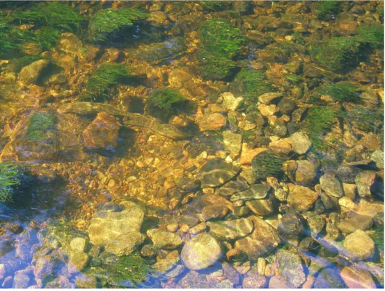 Figur 9. De meterstora lekgropar som havsnejonögat skapar genom att flytta på stenar upp  till 15 centimeter i diameter är lätta att identifiera