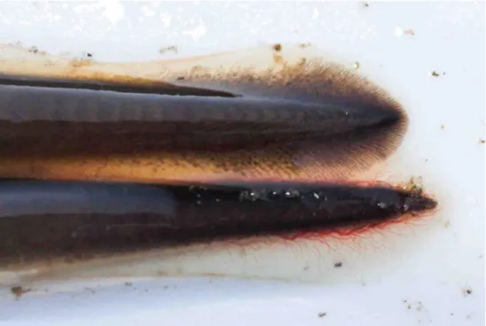Figur 11. Larverna från havsnejonöga (släktet Petromyzon) och flod-/bäcknejonöga (släktet  Lampetra) är enkla att skilja genom pigmenteringen på stjärtarna