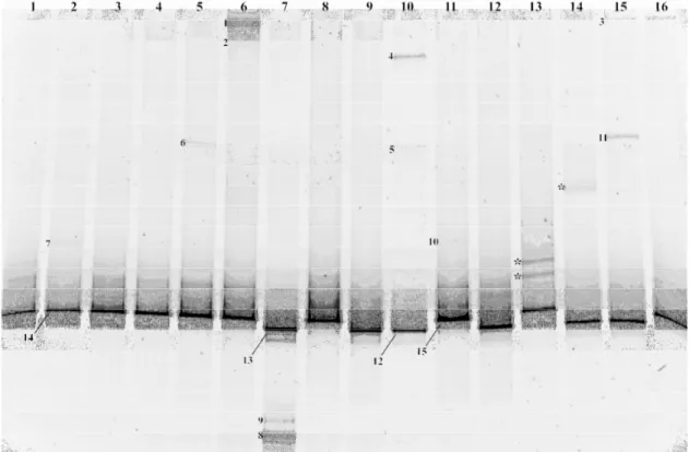 Fig.  2.    DGGE  fingerprint  of  DNA  amplified  from  16  individual  leptocephali  gut  samples