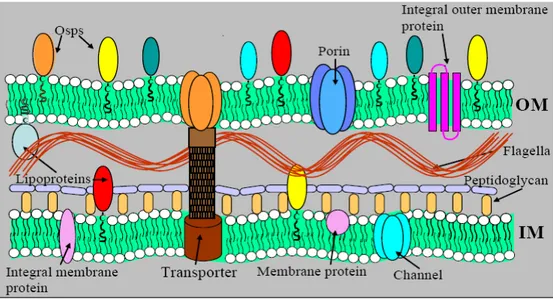 Figur 1.  Schematisk bild av borreliabakteriens cellmembran, bestående av yttermembran (OM),  innermembran (IM) med det tätt förankrade lagret av peptidoglukan och däremellan det  periplasmatiska utrymmet med flageller