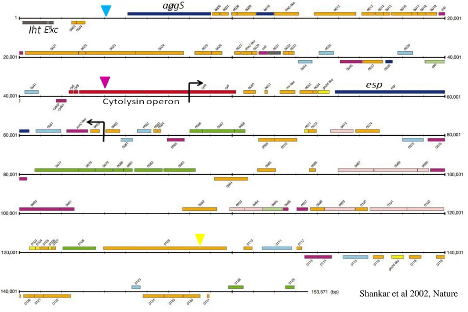 Fig 1. Schematic picture of the PAI of E. faecalis MMH594. The region between the black arrows is the about 17,000 bp deletion  resulting in the PAI of V583