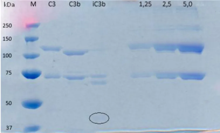 Fig.  11.  SDS-PAGE  gel  demonstrating  complement  fragments  C3,  C3b  and  iC3b,  as  well  as  iC3 