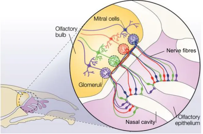 Figure  1.  Structure/overview  of  the  olfactory  system  in  rodents.  The  olfactory  epithelium  (purple)  contains  the  olfactory  sensory  neurons