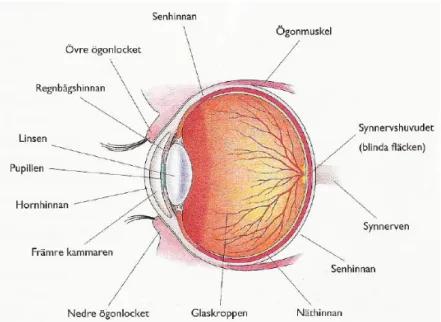 Figur 1: Ögat i genomskärning. Illustratör Rune Johansson. Hämtad från boken Barns syn  med tillåtelse från författaren Krister Inde (Inde, 2001)