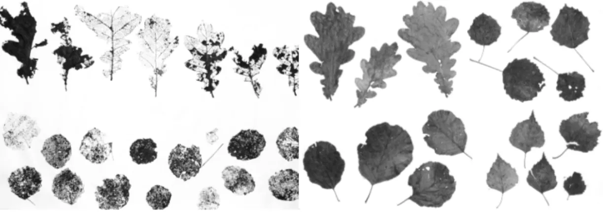 Figure 8. Leaf litter from the two treatments at the end of experiment (paper III), with shredders (left) 