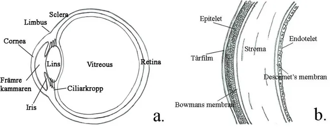 Figur 1.  Corneas anatomi. a) Corneas placering på ögat. b) Corneas struktur i förstoring