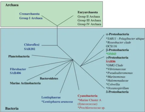 Fig. 1. Schematic illustration of the phylogeny of the major plankton clades. Black  letters  indicate microbial groups  that  seem  ubiquitous  in  seawater