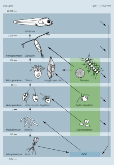 Fig.  2.  Conceptual  drawing  of  the  marine  food  web  (Nielsen  &amp;  Hansen  1999)