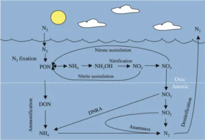 Fig. 3. The marine nitrogen cycle. PON, particulate organic nitrogen, including phytoplankton; DON, dissolved organic nitrogen; DNRA, dissimilatory nitrate reductase to ammonium (redrawn from Arrigo 2005).