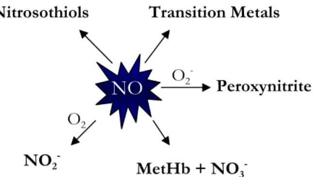 Figure 3. Common NO reactions. Nitric oxide reacts with transition metals such as iron  (Fe), copper (Cu) and manganese (Mn)