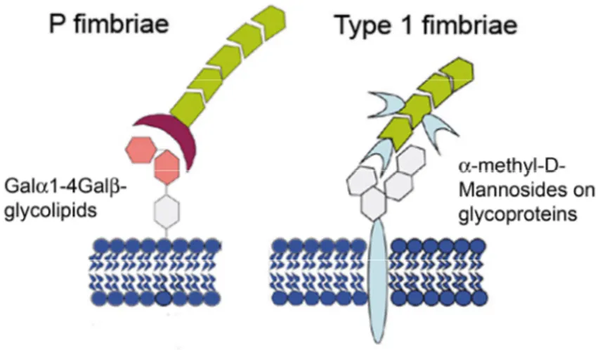 Figure 5. Fimbriae associated with uropathogenic E. coli. P-fimbriated E. coli bind to  Galα1-4Galβ-glycosphingolipids displayed on the surface of epithelial cells in the upper  urinary tract