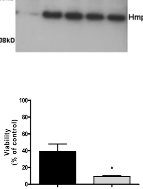Figure 9. Western blot analysis showing the  time-course of flavohemoglobin expression in  the E