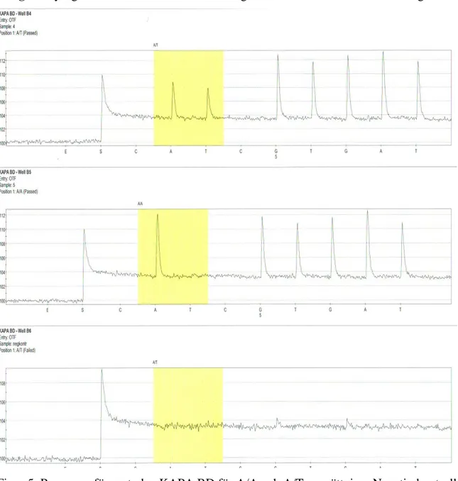 Figur 5. Pyrogram för metoden KAPA BD för A/A och A/T uppsättning. Negativ kontroll  observeras i det sista fältet