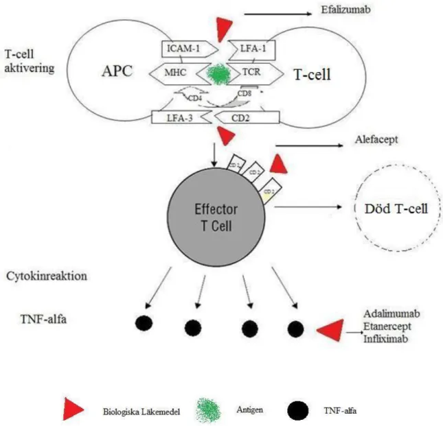 Figur 2.  Aktivering av T-celler och olika biologiska läkemedels effekter. Modifierad från  18