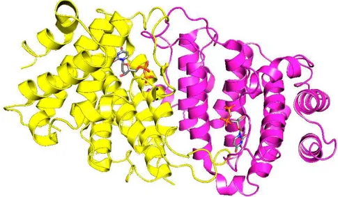 Figure 1.4 Dimeric Trypanosoma cruzi dUTPase in complex with dUDP (PDB 1OGK). The  subunits  are  marked  in  different  colors