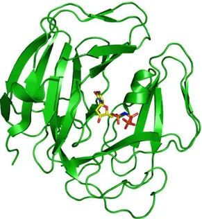Figure 1.5 Epstein-Barr Virus monomeric dUTPase in complex with the  α,β -imido dUTP  (PDB 2BT1)