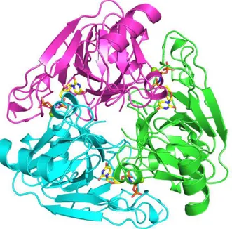 Figure  1.6  The  homotrimeric  bifunctional  Methanocaldococcus  jannaschii  dCTP  deaminase- deaminase-dUTPase  in  complex  with  dUTP  and  Mg 2+   (PDB  2HXD)