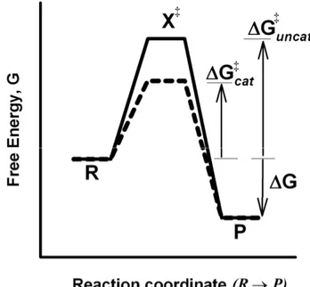 Figure 1.7 A schematic energy profile for the reaction of R to P. The reaction coordinate  shows  the  progress  of  the  reaction  as  it  proceeds  from  reactant  (R)  to  product  (P)