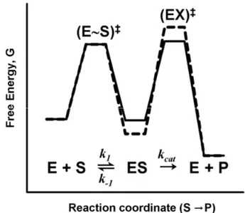 Figure 1.8 Schematic energy diagrams for an enzyme catalyzed reaction. 