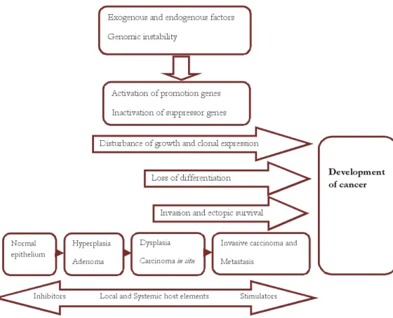 Figure 1. Schematic representation of genetic, epigenetic, and phenotypic aspects of cancer development