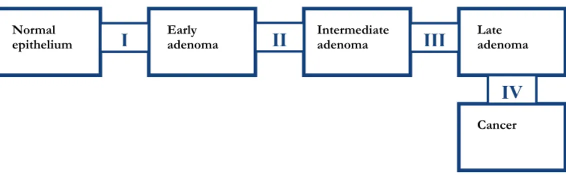 Figure 2. A schematic drawing of the adenoma-carcinoma sequence. I: -catenin/APC pathway (5q loss or mutation), II: 