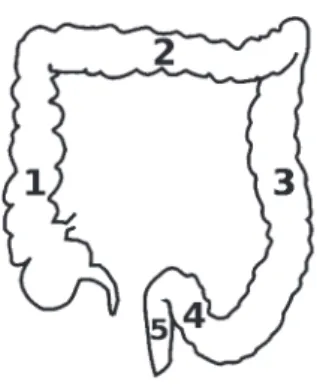 Figure 3. A schematic picture of the large intestine divided into five different segments named: ascending (1), transverse (2),  descending (3), and sigmoid colon (4), and rectum (5)