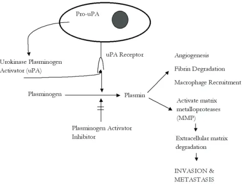 Figure 7. Urokinase-type plasminogen activator system: Proenzyme urokinase-type plasminogen activator (pro-uPA) is 