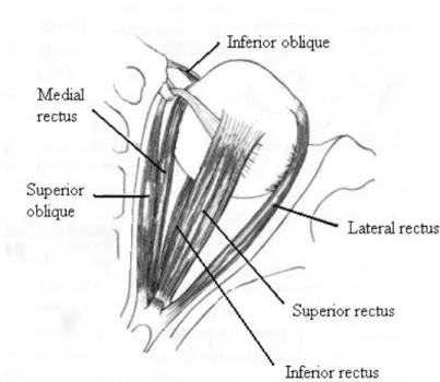 Figur 2. Schematisk bild över ögats extraokulära muskler baserad på en bild från:  http://cim.ucdavis.edu/Eyes/eyeText.htm  090522 14:50 