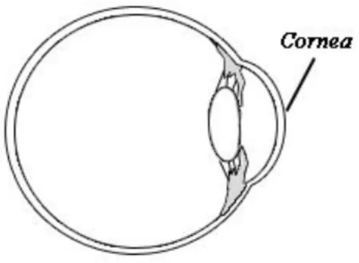 Fig. 1 Corneas placement by Emelie Nilsson 