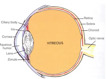 Figur  1.  Ögats  anatomi.  Bilden  är  hämtad  med  tillstånd 