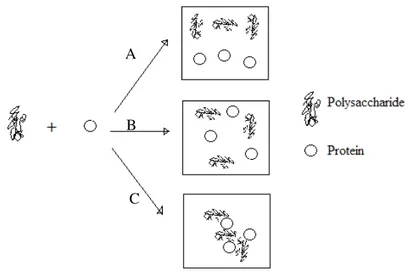 Figure 2. Main possibilities of behavior for the mixing of polysaccharide and protein