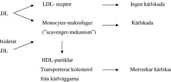 Figur 4. LDL-kolesterolets elimination från serum, (omarbetad från boken invärtes medicin) 15