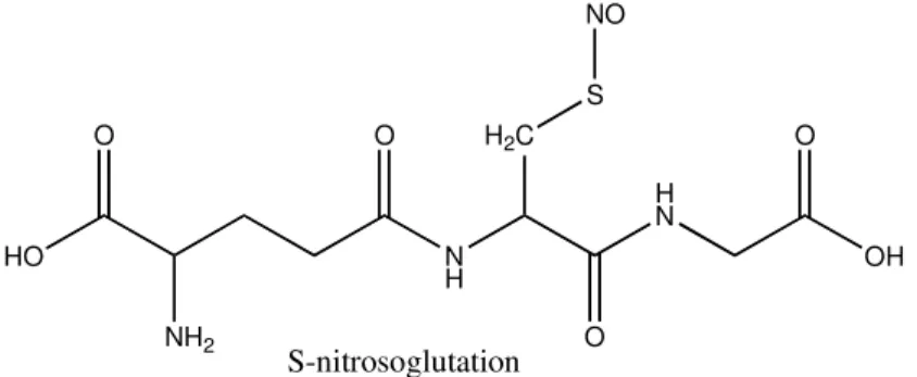 Figur 2: Strukturmodell av S-nitrosoglutation 
