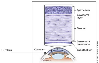 Fig. 1 visar cornea i genomskärning 