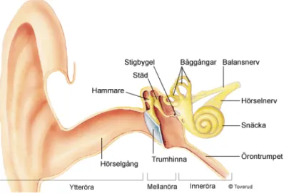 Figur 2. Schematisk bild över örat och dess tre delar, ytterörat, mellanörat och innerörat