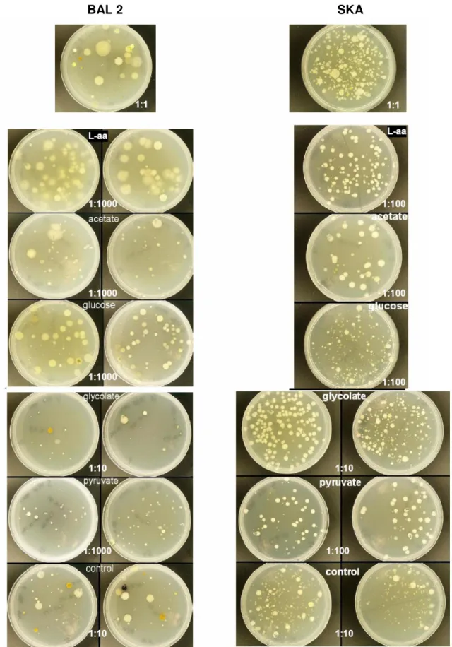 Fig. 3 . Colony-forming bacteria from BAL 2, (left) and SKA, (right) whole water experiments