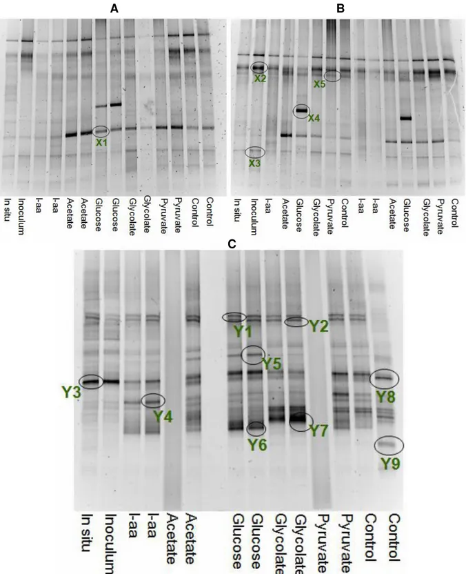 Fig. 5. Community structure of whole water experiments, BAL 1, (5.A), BAL 2, (5.B) and SKA, (5.C)