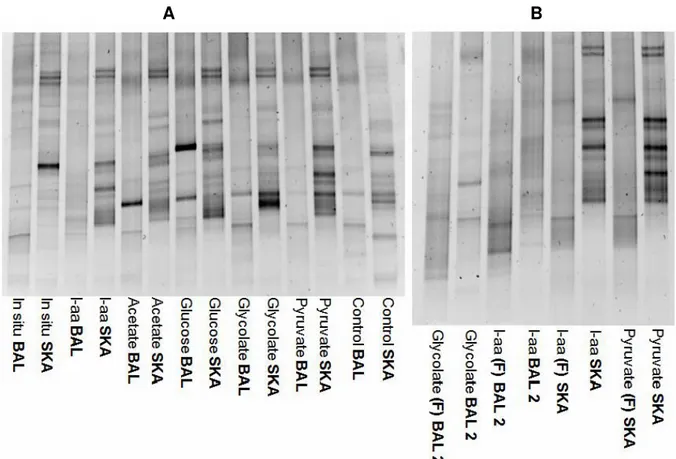 Fig. 6.  Community structure comparison. 6.A comparison DGGE between BAL 2 and SKA experiment