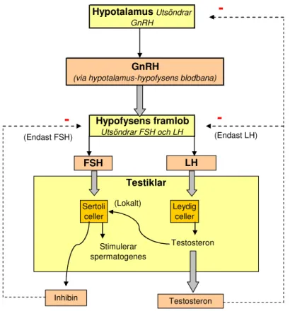Figur 2. Hormonell kontroll av spermieproduktionen. Hypotalamus utsöndrar  GnRH som via blodet transporteras till hypofysens framlob