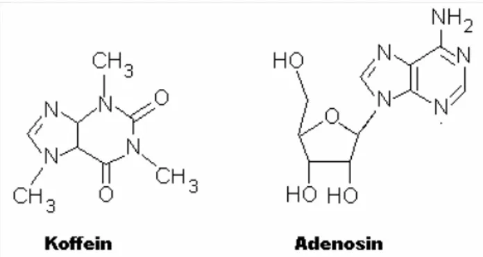 Figur 2. Koffein har en struktur som liknar den hos adenosin. 