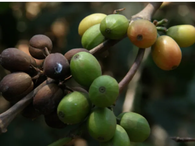 Figure 3  Infected coffee beans at a smallholder  coffee farm in Arusha 