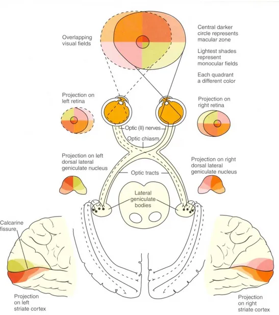 Figur 1 Synsystemet med vartdera ögats synfält samt synbanan från avbildning i retina till projektion i hjärnan
