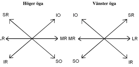 Figur 2 visar vilka muskler som är involverade i vilka rörelser, då man studerar två ögon rakt framifrån