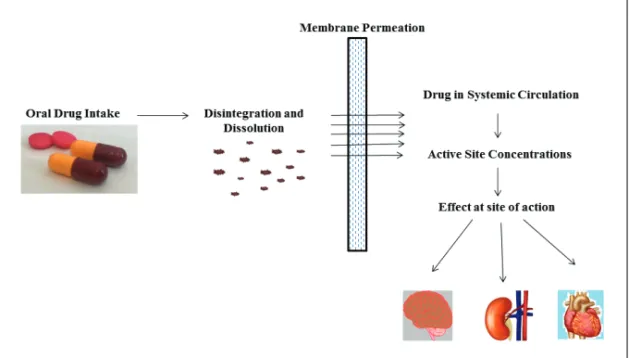 Figure 1. Diagram of the relationship between an oral dose of a drug product and  its pharmacological effect