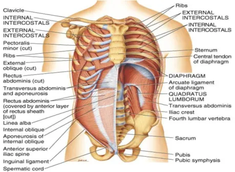 Figur 3. Muskler kring thorax, Karenfrandsenvocalstudio (89).   
