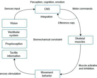 Figure 1. Schematic illustration of postural control  Adapted from Roijezon et al. 108