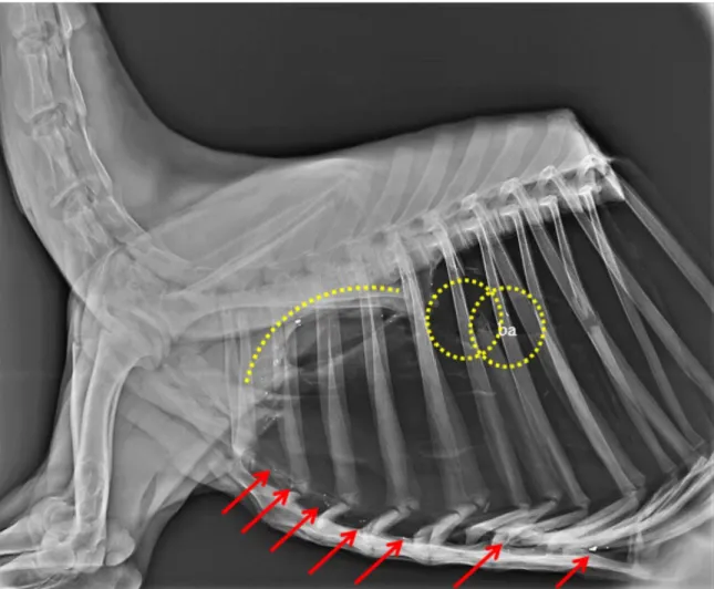 Figure 11. Gutted and skinned fallow deer calf shot with a bonded bullet just behind the shoulder