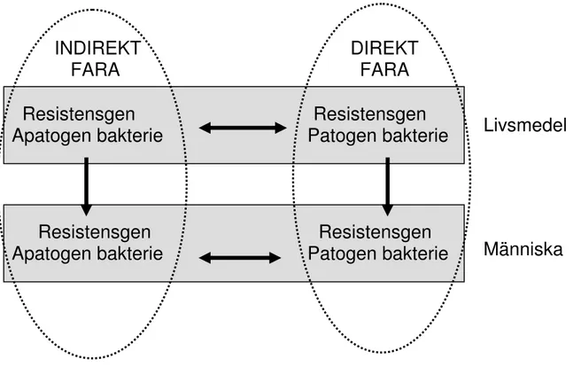 Figur 1. Flöde av resistensgener mellan bakterier i livsmedel och människa. En 