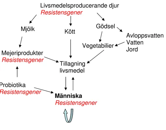 Fig. 3. Möjliga spridningsvägar för livsmedelsburen antibiotikaresistens. Beteckningen 