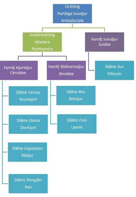 Figur 1. Släktträd över de djur som ingått i analysprojektet (utom kalkon  och kyckling)